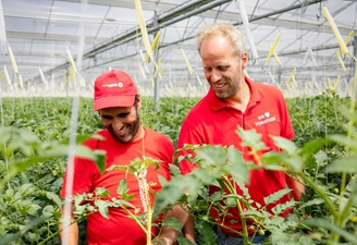 Van Wingerden Tomaten